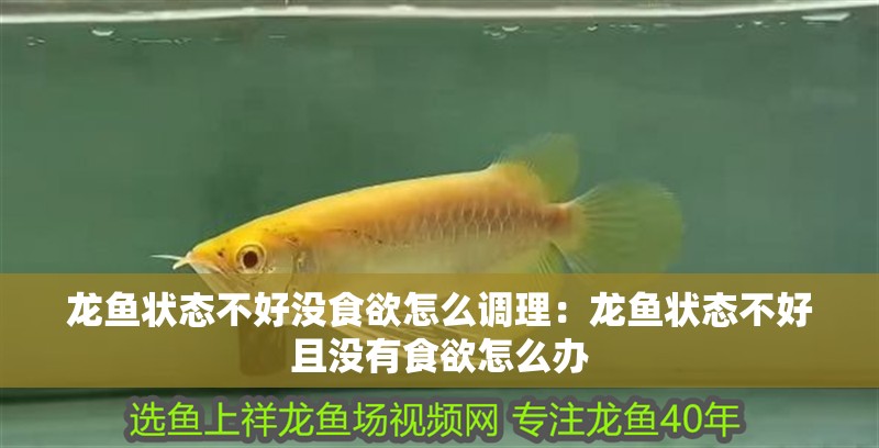 龍魚狀態(tài)不好沒食欲怎么調(diào)理：龍魚狀態(tài)不好且沒有食欲怎么辦