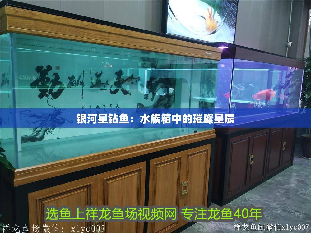 [2025]銀河星鉆魚：水族箱中的璀璨星辰 [2025]銀河星鉆魚：水族箱中的璀璨星辰 龍魚論壇 第1張