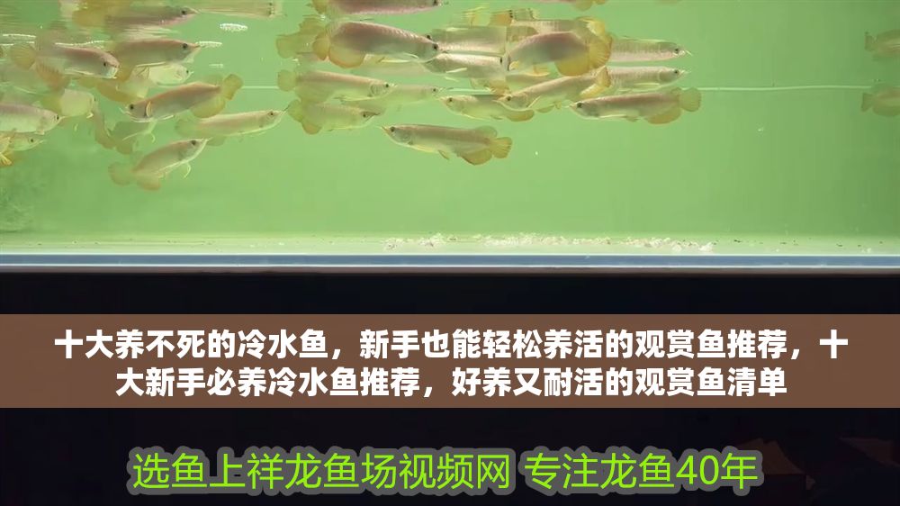 十大養(yǎng)不死的冷水魚，新手也能輕松養(yǎng)活的觀賞魚推薦，十大新手必養(yǎng)冷水魚推薦，好養(yǎng)又耐活的觀賞魚清單