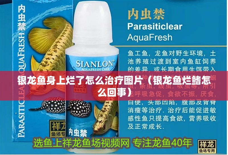 銀龍魚身上爛了怎么治療圖片（銀龍魚爛鰭怎么回事）