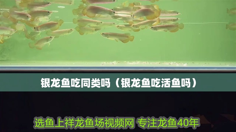 銀龍魚(yú)吃同類(lèi)嗎（銀龍魚(yú)吃活魚(yú)嗎）