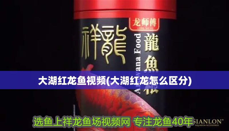 大湖紅龍魚視頻(大湖紅龍怎么區分) 大湖紅龍魚視頻(大湖紅龍怎么區分) 大湖紅龍魚百科 第1張