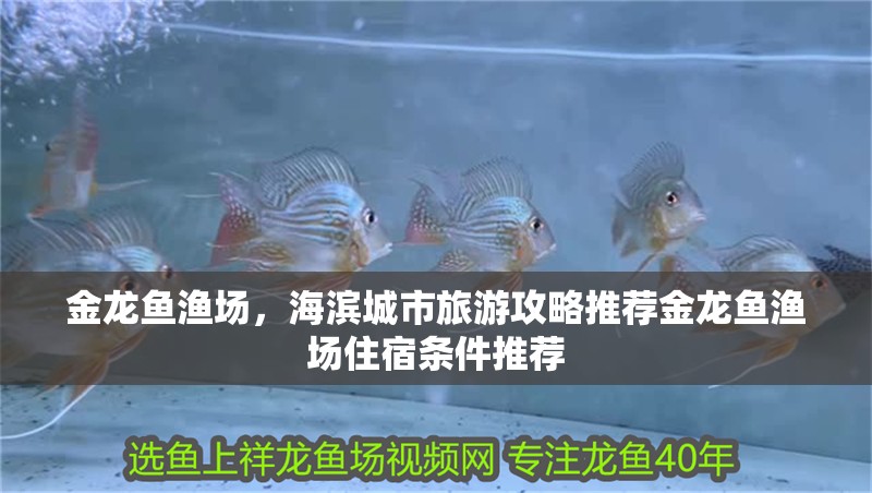 金龍魚漁場，海濱城市旅游攻略推薦金龍魚漁場住宿條件推薦