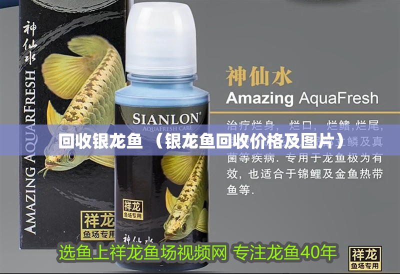 回收銀龍魚 （銀龍魚回收價(jià)格及圖片）