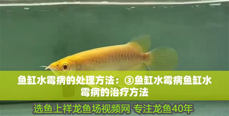 魚缸水霉病的處理方法：③魚缸水霉病魚缸水霉病的治療方法 魚缸水霉病的處理方法：③魚缸水霉病魚缸水霉病的治療方法 魚缸百科