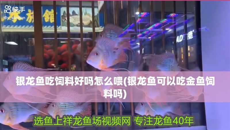 銀龍魚吃飼料好嗎怎么喂(銀龍魚可以吃金魚飼料嗎)