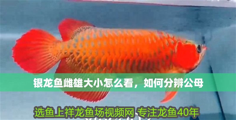 銀龍魚雌雄大小怎么看，如何分辨公母