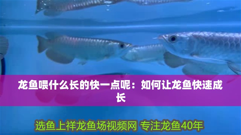 龍魚喂什么長的快一點呢：如何讓龍魚快速成長
