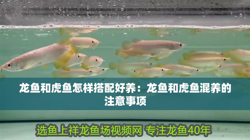 龍魚和虎魚怎樣搭配好養(yǎng)：龍魚和虎魚混養(yǎng)的注意事項