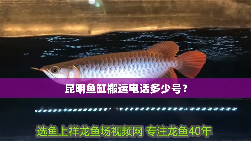 昆明魚缸搬運電話多少號？
