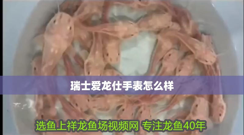 瑞士愛龍仕手表怎么樣