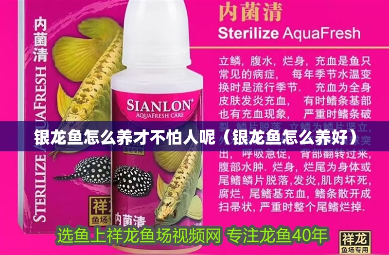 銀龍魚怎么養才不怕人呢（銀龍魚怎么養好）
