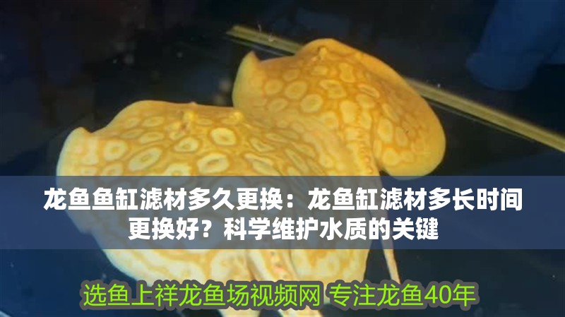 龍魚魚缸濾材多久更換：龍魚缸濾材多長(zhǎng)時(shí)間更換好？科學(xué)維護(hù)水質(zhì)的關(guān)鍵 龍魚魚缸濾材多久更換：龍魚缸濾材多長(zhǎng)時(shí)間更換好？科學(xué)維護(hù)水質(zhì)的關(guān)鍵 龍魚百科