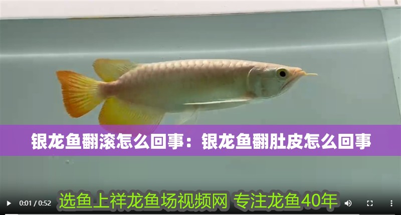 銀龍魚翻滾怎么回事：銀龍魚翻肚皮怎么回事 銀龍魚翻滾怎么回事：銀龍魚翻肚皮怎么回事 銀龍魚百科