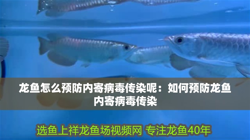 龍魚怎么預(yù)防內(nèi)寄病毒傳染呢：如何預(yù)防龍魚內(nèi)寄病毒傳染