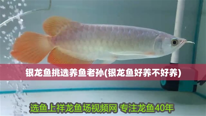 銀龍魚挑選養魚老孫(銀龍魚好養不好養)
