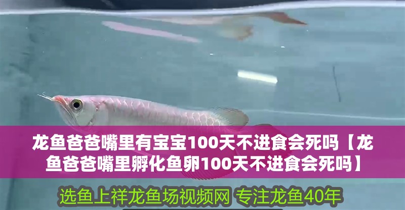 龍魚爸爸嘴里有寶寶100天不進食會死嗎【龍魚爸爸嘴里孵化魚卵100天不進食會死嗎】