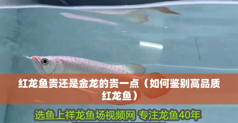 紅龍魚貴還是金龍的貴一點(diǎn)（如何鑒別高品質(zhì)紅龍魚）