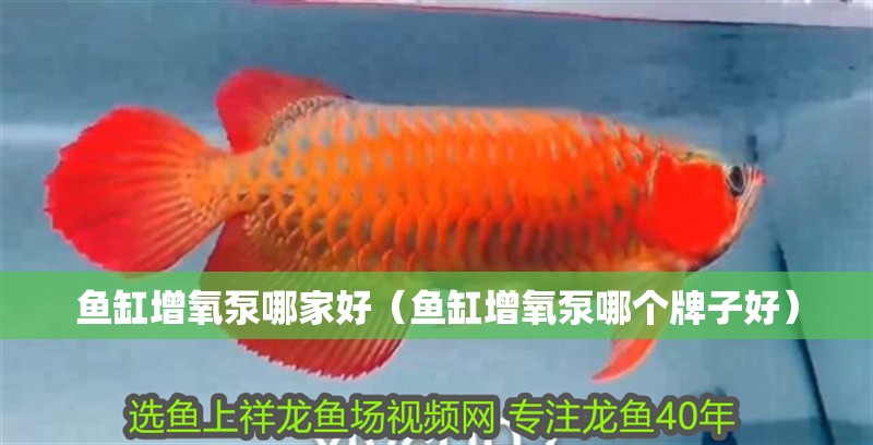 魚缸增氧泵哪家好（魚缸增氧泵哪個牌子好）