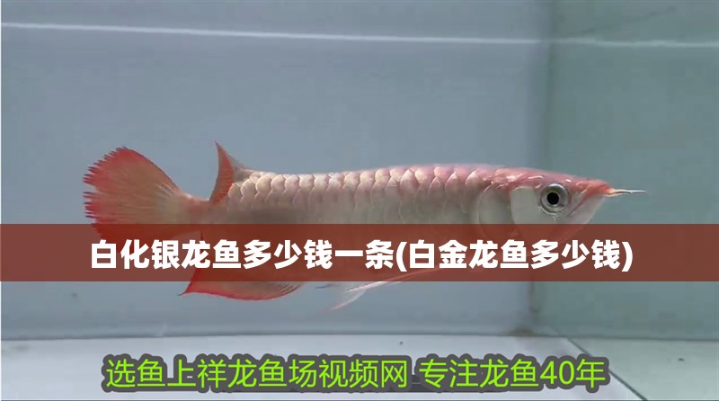 白化銀龍魚多少錢一條(白金龍魚多少錢)