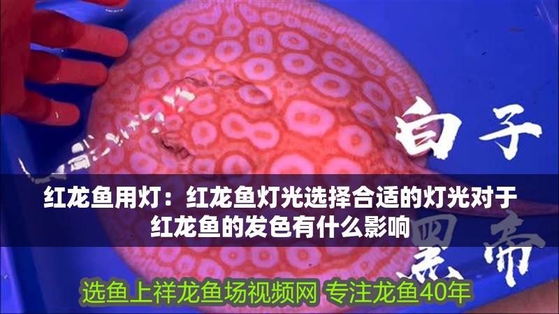紅龍魚用燈：紅龍魚燈光選擇合適的燈光對于紅龍魚的發色有什么影響