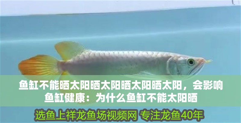 魚缸不能曬太陽曬太陽曬太陽曬太陽，會影響魚缸健康：為什么魚缸不能太陽曬 魚缸不能曬太陽曬太陽曬太陽曬太陽，會影響魚缸健康：為什么魚缸不能太陽曬 魚缸百科