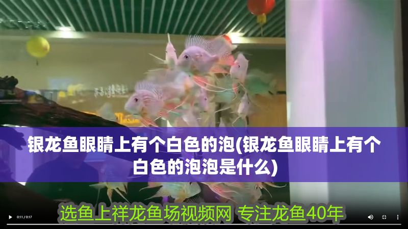 銀龍魚(yú)眼睛上有個(gè)白色的泡(銀龍魚(yú)眼睛上有個(gè)白色的泡泡是什么)