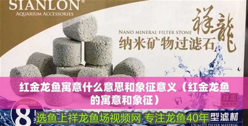 紅金龍魚寓意什么意思和象征意義（紅金龍魚的寓意和象征）