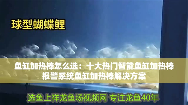 魚缸加熱棒怎么選：十大熱門智能魚缸加熱棒報警系統魚缸加熱棒解決方案 魚缸加熱棒怎么選：十大熱門智能魚缸加熱棒報警系統魚缸加熱棒解決方案 魚缸百科