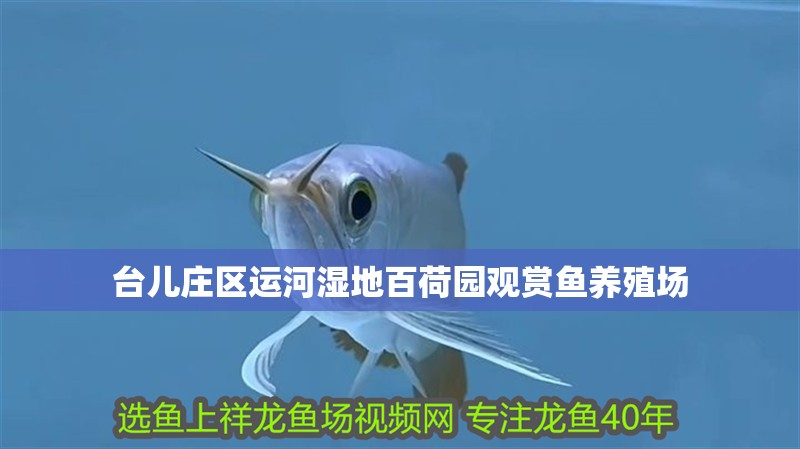 臺(tái)兒莊區(qū)運(yùn)河濕地百荷園觀賞魚養(yǎng)殖場