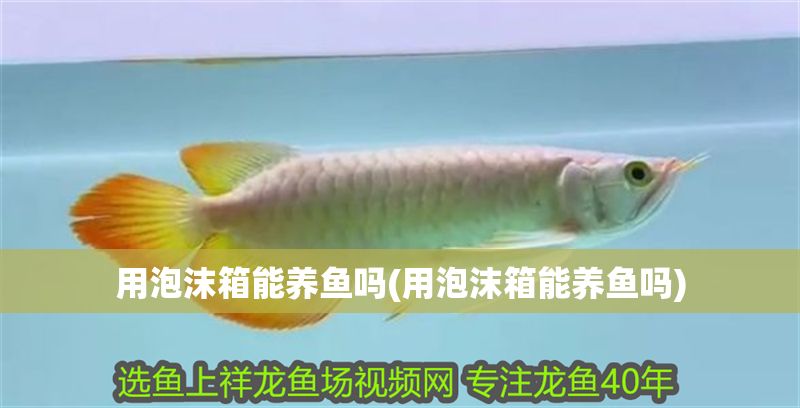 用泡沫箱能養(yǎng)魚嗎(用泡沫箱能養(yǎng)魚嗎)