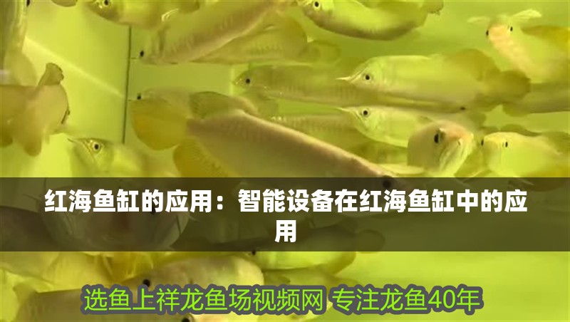 紅海魚缸的應用：智能設備在紅海魚缸中的應用