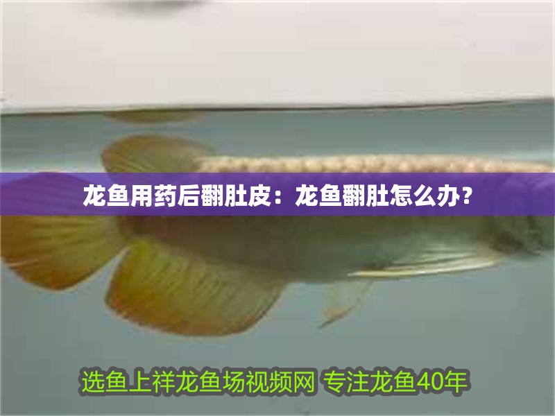 龍魚用藥后翻肚皮：龍魚翻肚怎么辦？ 龍魚用藥后翻肚皮：龍魚翻肚怎么辦？ 龍魚百科