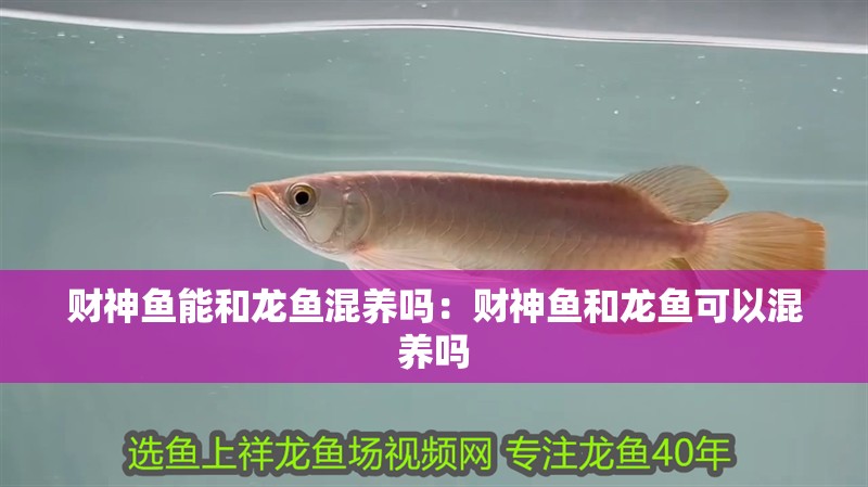 財神魚能和龍魚混養嗎：財神魚和龍魚可以混養嗎