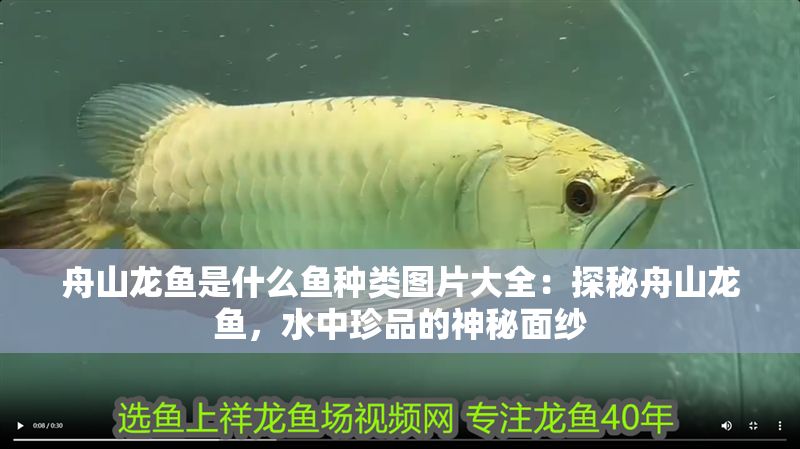 舟山龍魚是什么魚種類圖片大全：探秘舟山龍魚，水中珍品的神秘面紗