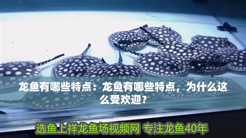 我的虎魚真菌感染了要怎么處理 龍魚有哪些特點:龍魚有哪些特點,為什么這么受歡迎? 龍魚百科 龍魚有哪些特點:龍魚有哪些特點,為什么這么受歡迎? 龍魚有哪些特點:龍魚有哪些特點,為什么這么受歡迎? 龍魚百科