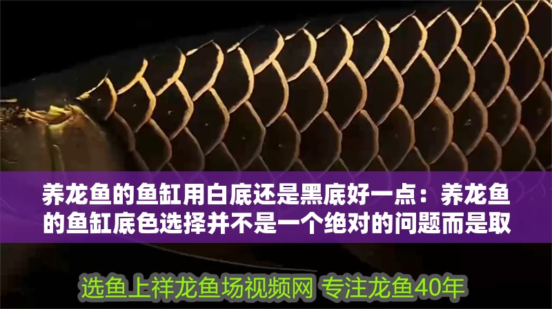 養(yǎng)龍魚的魚缸用白底還是黑底好一點(diǎn)：養(yǎng)龍魚的魚缸底色選擇并不是一個(gè)絕對的問題而是取決于個(gè)人的喜好 養(yǎng)龍魚的魚缸用白底還是黑底好一點(diǎn)：養(yǎng)龍魚的魚缸底色選擇并不是一個(gè)絕對的問題而是取決于個(gè)人的喜好 龍魚百科