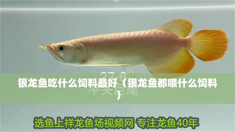 魚缸過濾器選購指南:自制魚缸過濾器魚缸上置過濾器對于養魚愛好者的必備知識 銀龍魚吃什么飼料最好(銀龍魚都喂什么飼料) 銀龍魚百科 銀龍魚吃什么飼料最好(銀龍魚都喂什么飼料) 銀龍魚吃什么飼料最好(銀龍魚都喂什么飼料) 銀龍魚百科