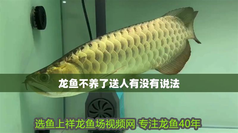 龍魚不養了送人有沒有說法 龍魚百科 第2張 龍魚不養了送人有沒有說法 龍魚不養了送人有沒有說法 龍魚百科 第2張