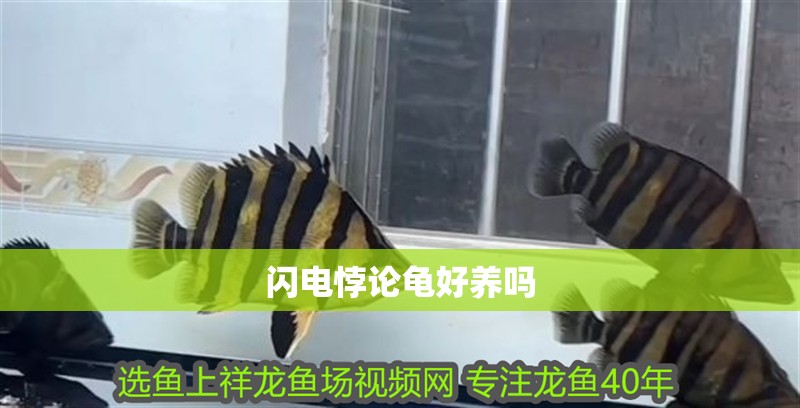 我的虎魚真菌感染了要怎么處理 閃電悖論龜好養嗎 龍魚論壇 閃電悖論龜好養嗎 閃電悖論龜好養嗎 龍魚論壇