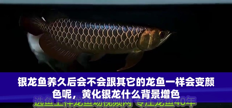 銀龍魚養久后會不會跟其它的龍魚一樣會變顏色呢，黃化銀龍什么背景增色