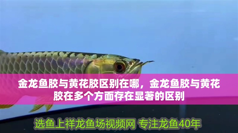 金龍魚膠與黃花膠區別在哪，金龍魚膠與黃花膠在多個方面存在顯著的區別