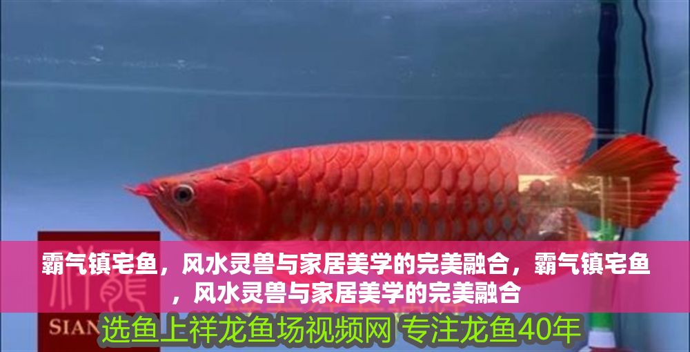 霸氣鎮宅魚,風水靈獸與家居美學的完美融合,霸氣鎮宅魚,風水靈獸與家居美學的完美融合 龍魚百科 第1張 霸氣鎮宅魚,風水靈獸與家居美學的完美融合,霸氣鎮宅魚,風水靈獸與家居美學的完美融合 霸氣鎮宅魚,風水靈獸與家居美學的完美融合,霸氣鎮宅魚,風水靈獸與家居美學的完美融合 龍魚百科 第1張