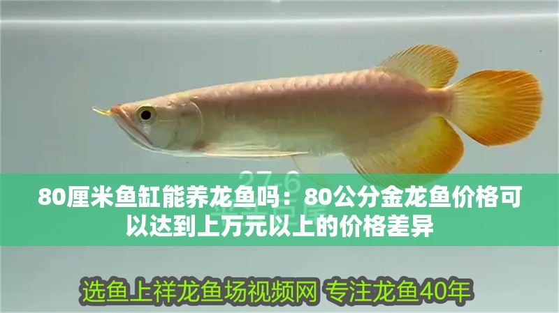 80厘米魚缸能養龍魚嗎：80公分金龍魚價格可以達到上萬元以上的價格差異