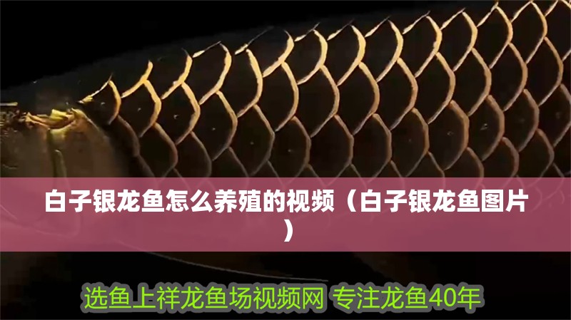 白子銀龍魚(yú)怎么養(yǎng)殖的視頻（白子銀龍魚(yú)圖片） 白子銀龍魚(yú)怎么養(yǎng)殖的視頻（白子銀龍魚(yú)圖片） 銀龍魚(yú)百科