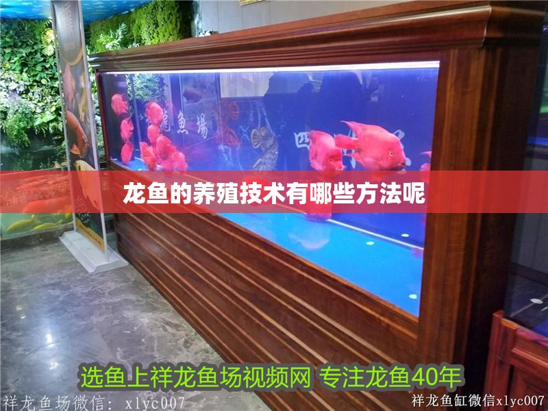 龍魚的養(yǎng)殖技術有哪些方法呢