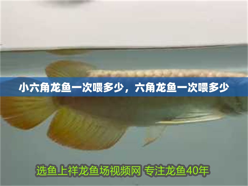 小六角龍魚一次喂多少，六角龍魚一次喂多少