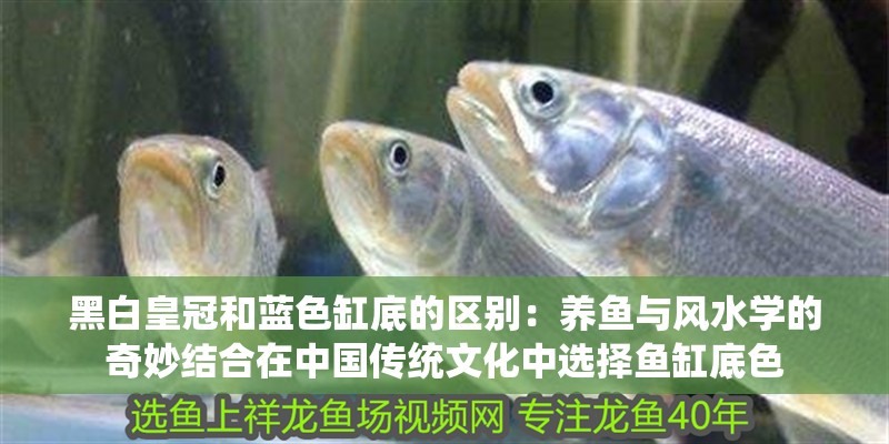 黑白皇冠和藍(lán)色缸底的區(qū)別：養(yǎng)魚與風(fēng)水學(xué)的奇妙結(jié)合在中國傳統(tǒng)文化中選擇魚缸底色