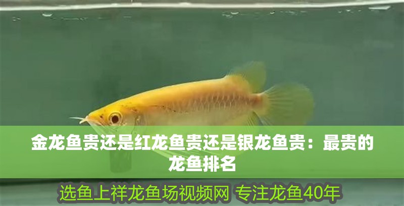金龍魚貴還是紅龍魚貴還是銀龍魚貴：最貴的龍魚排名