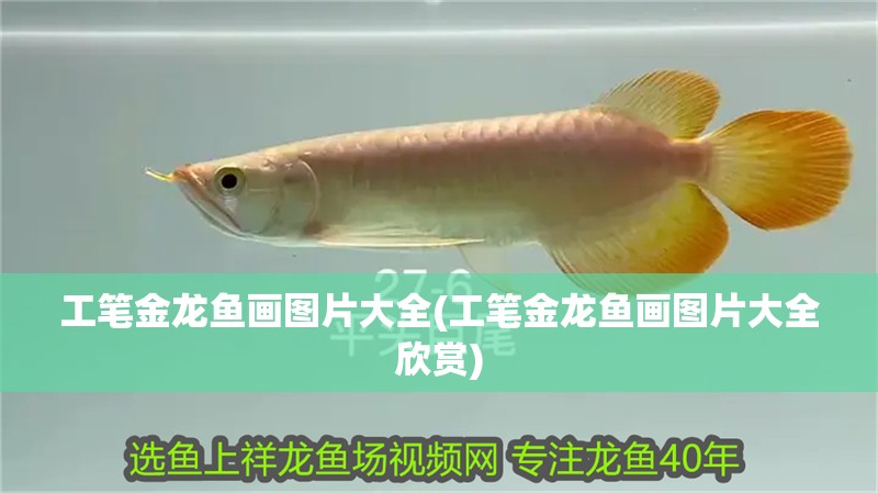 工筆金龍魚畫圖片大全(工筆金龍魚畫圖片大全欣賞)